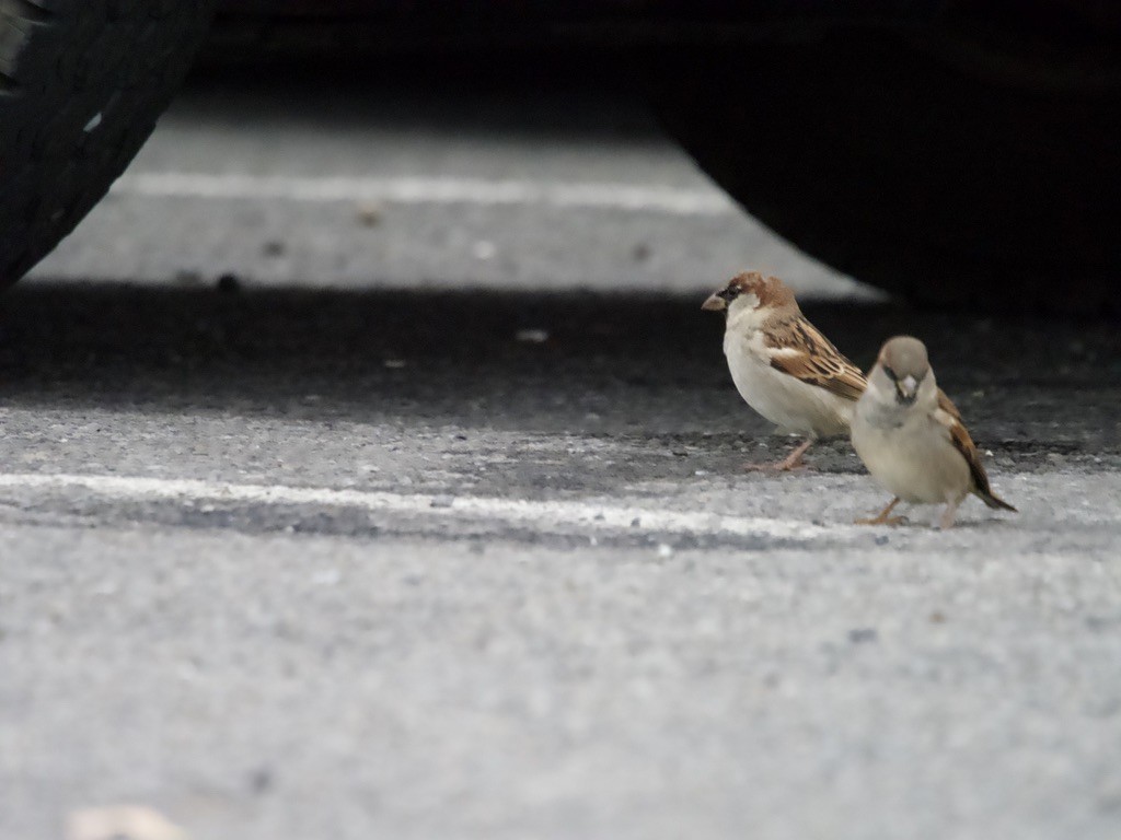 House Sparrow - Yvonne van Netten