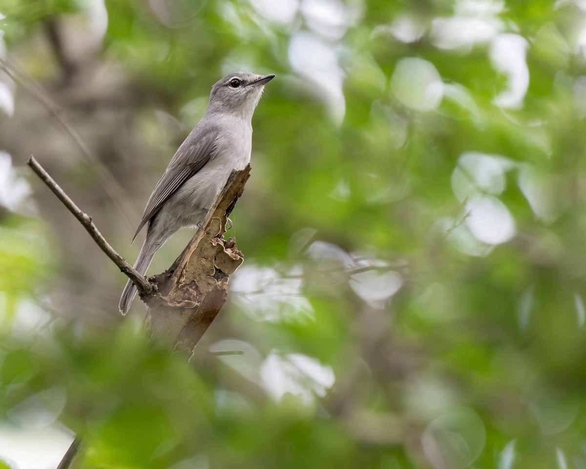 Ashy Flycatcher - ML618141393