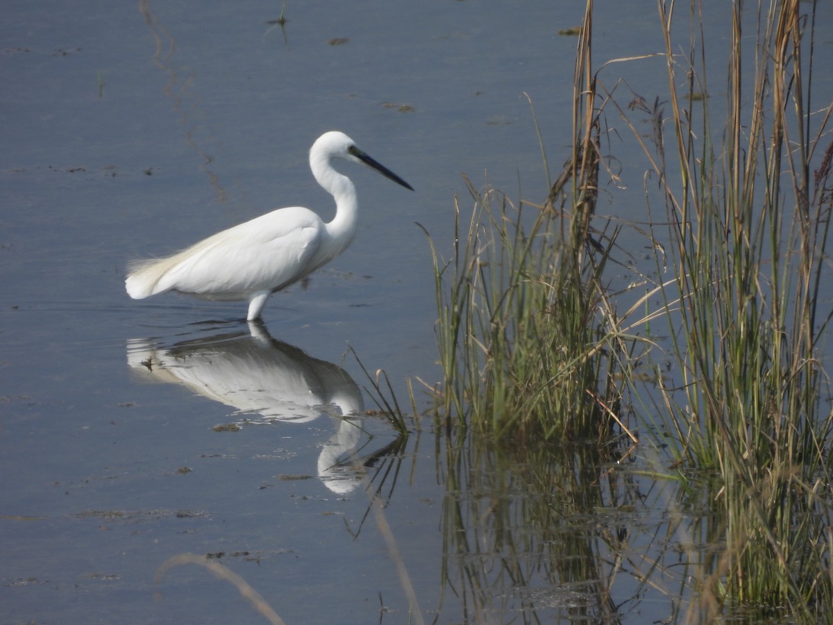 Great Egret - Omesh Bajpai