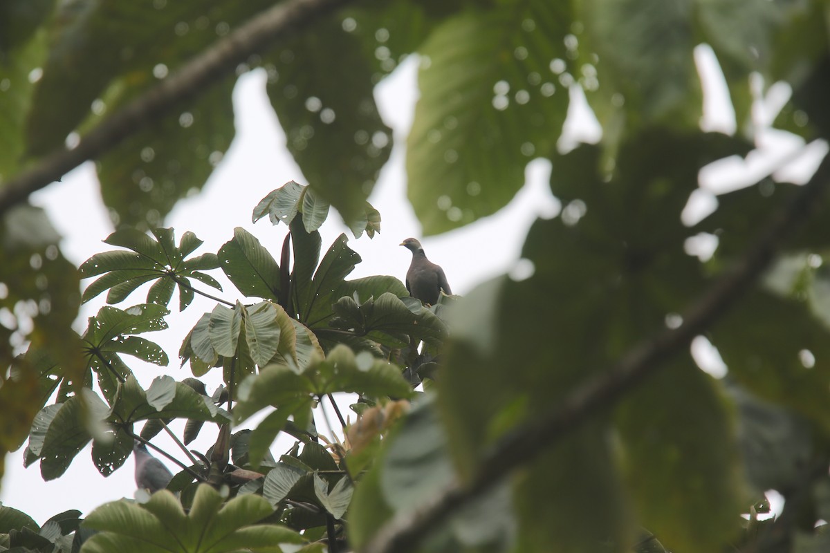 Pigeon à queue barrée (groupe albilinea) - ML618141411