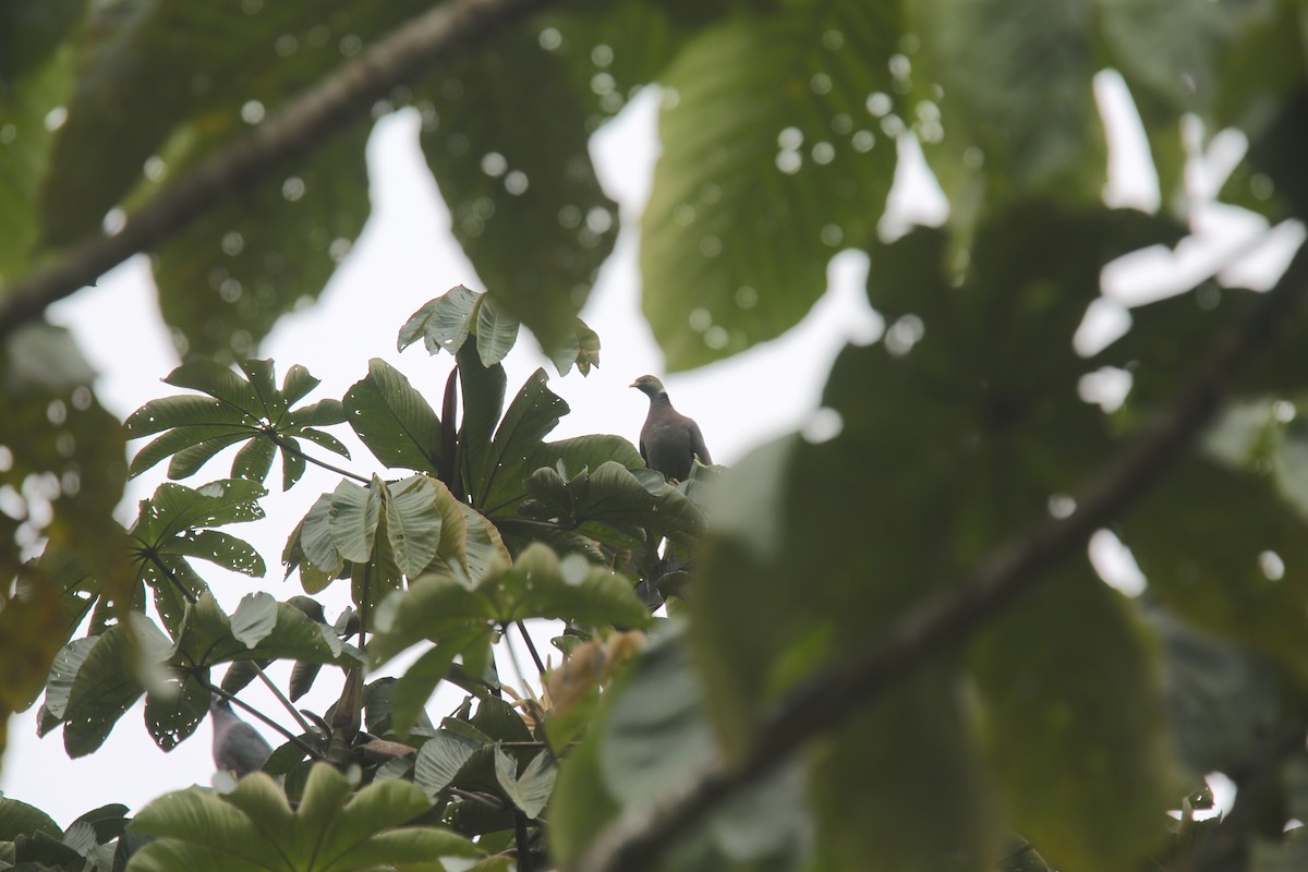 Band-tailed Pigeon (White-necked) - ML618141411