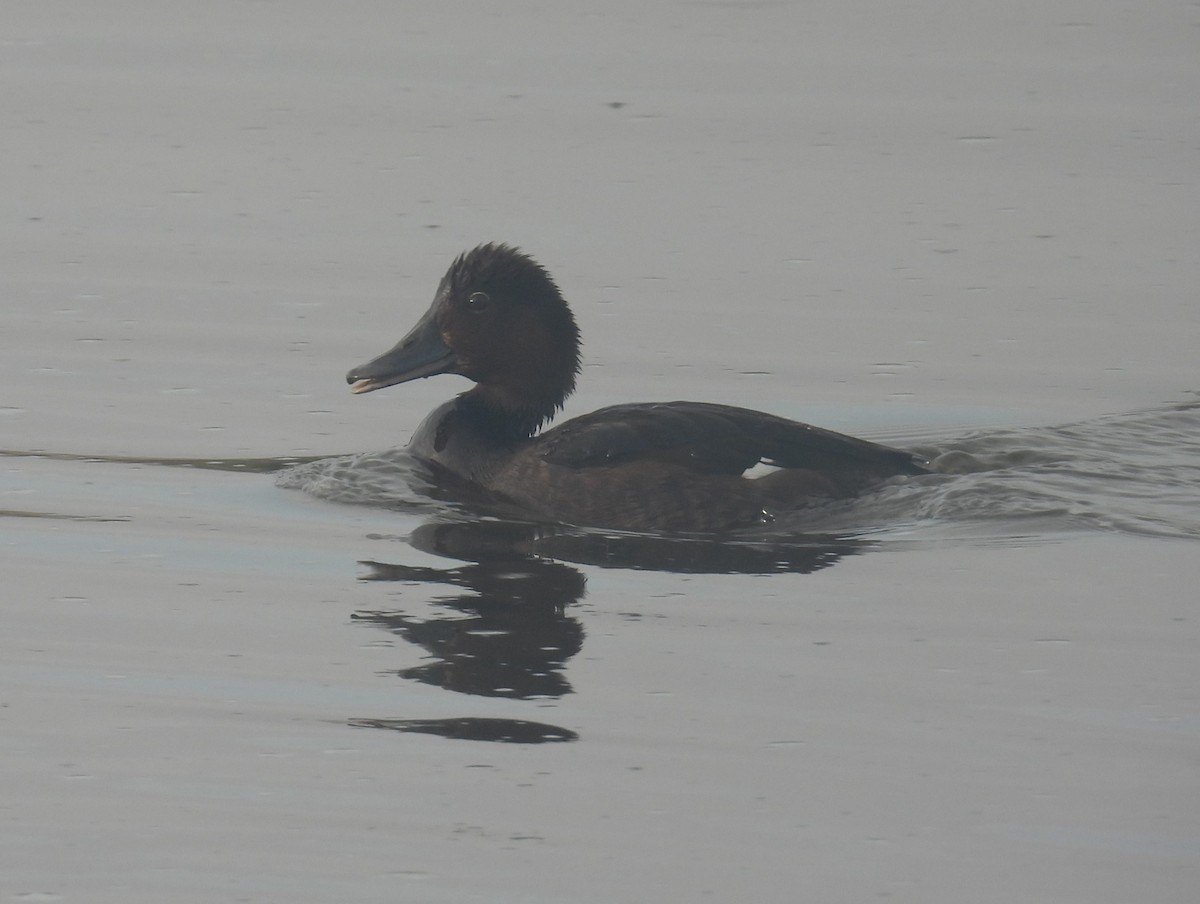 Ferruginous Duck - ML618141414