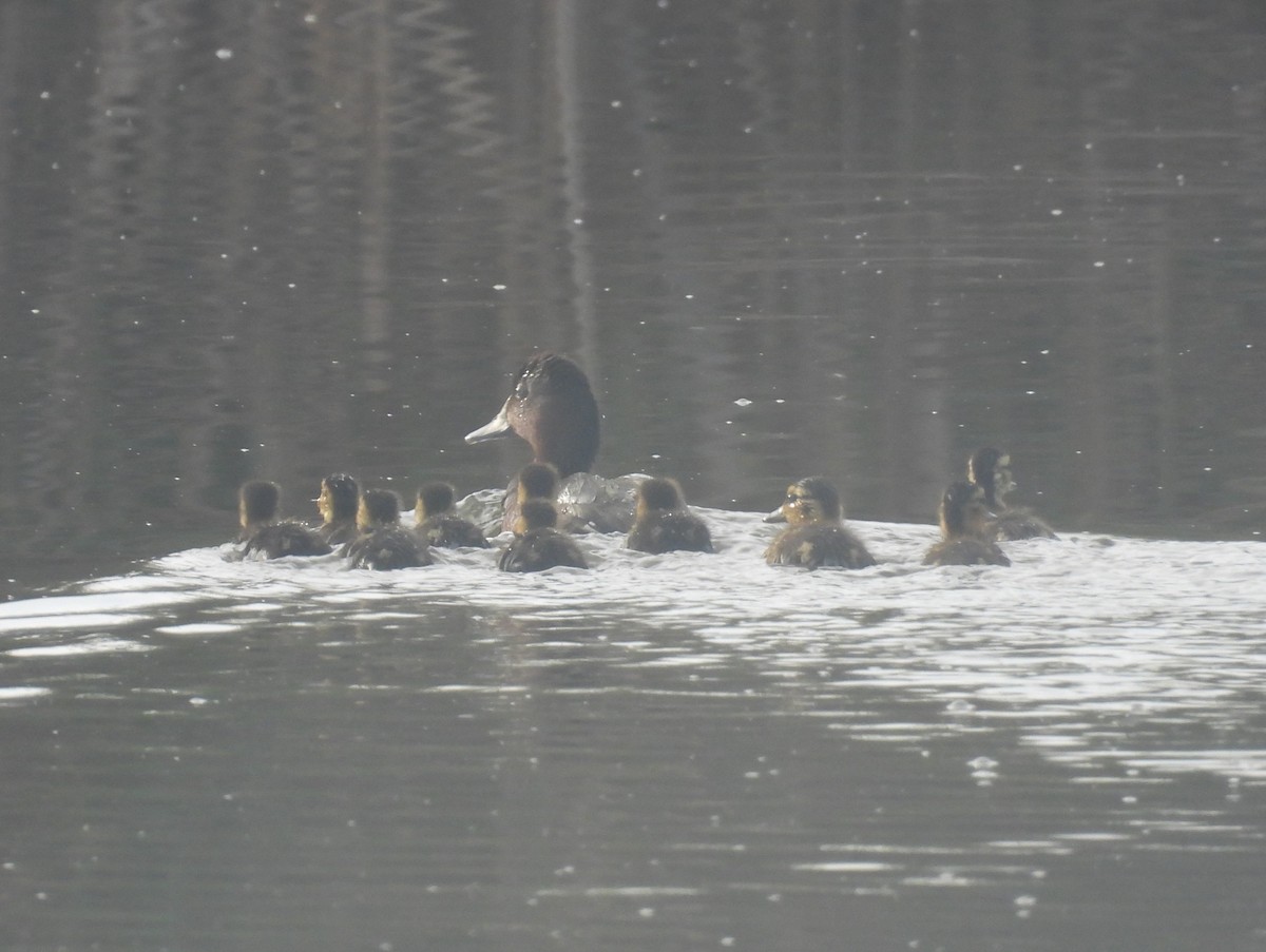 Ferruginous Duck - ML618141415