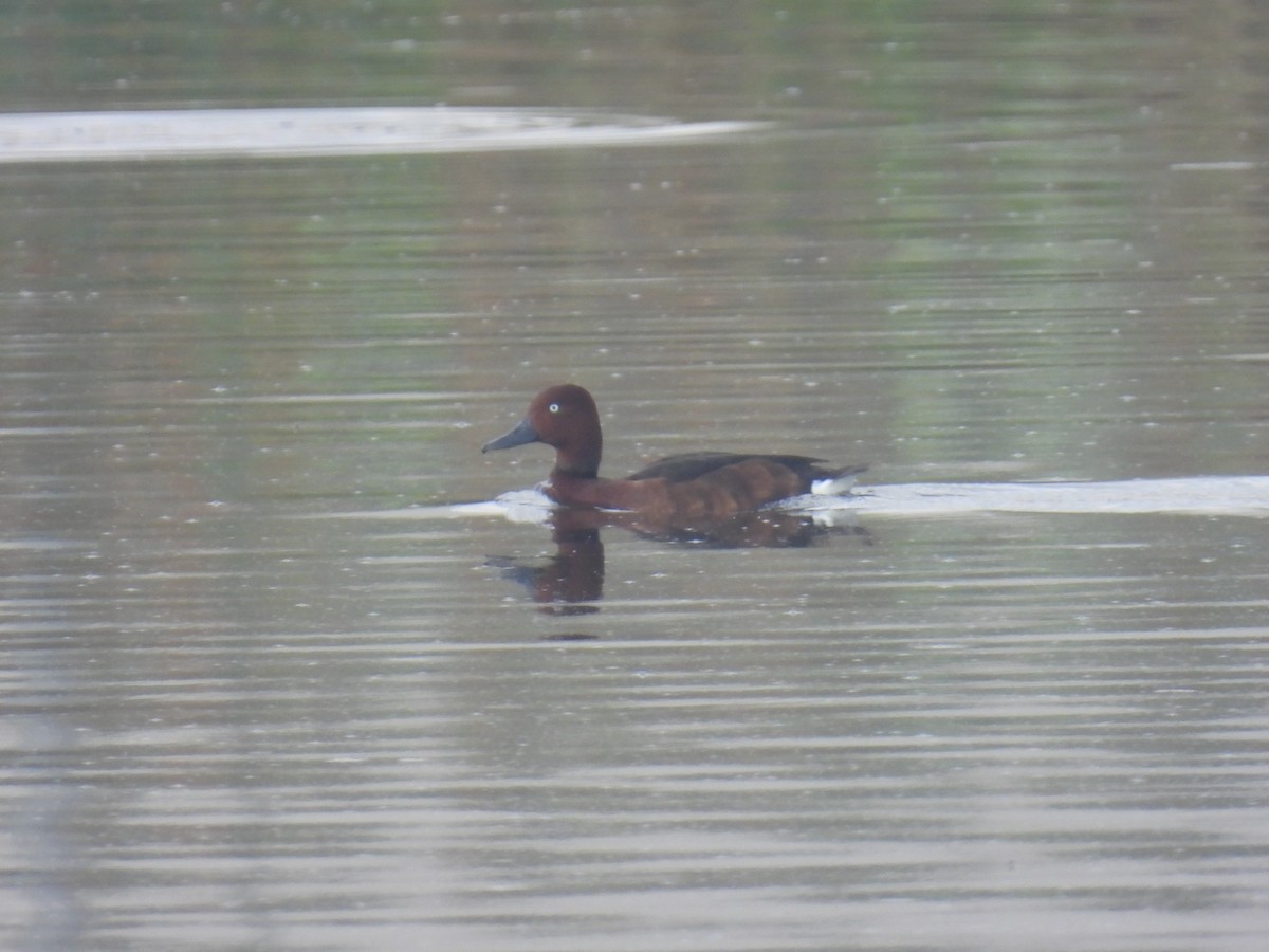 Ferruginous Duck - ML618141416