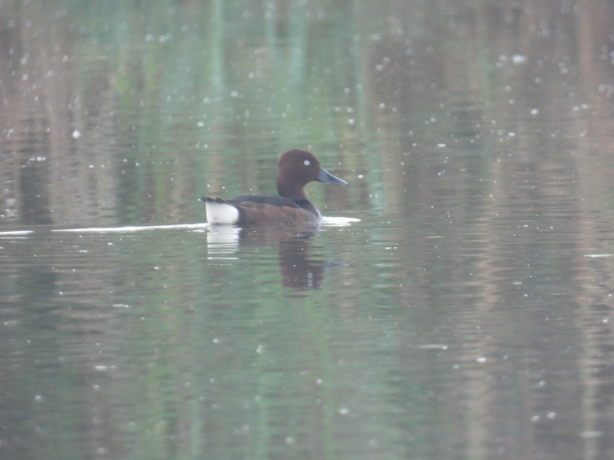 Ferruginous Duck - ML618141417