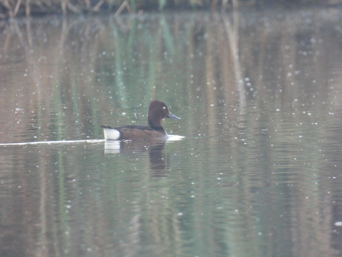 Ferruginous Duck - ML618141418