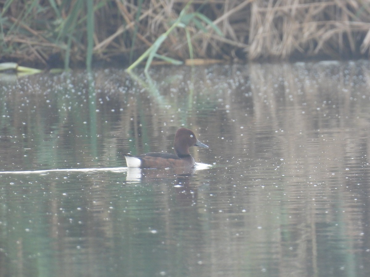 Ferruginous Duck - ML618141419