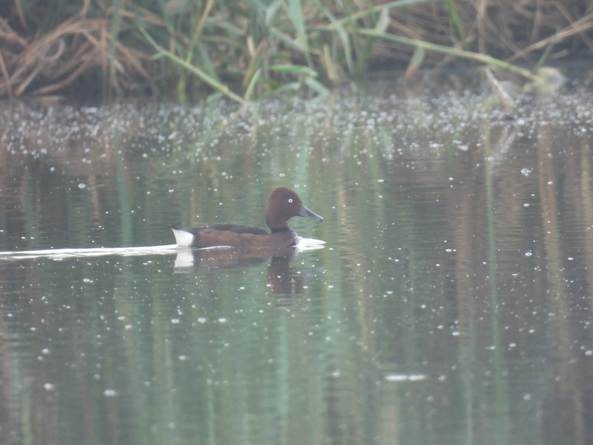 Ferruginous Duck - ML618141420