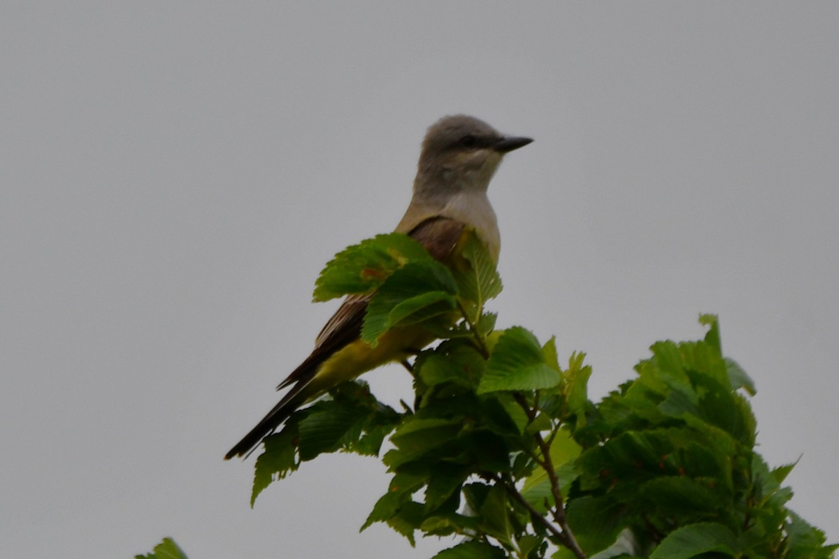 Western Kingbird - Carmen Ricer