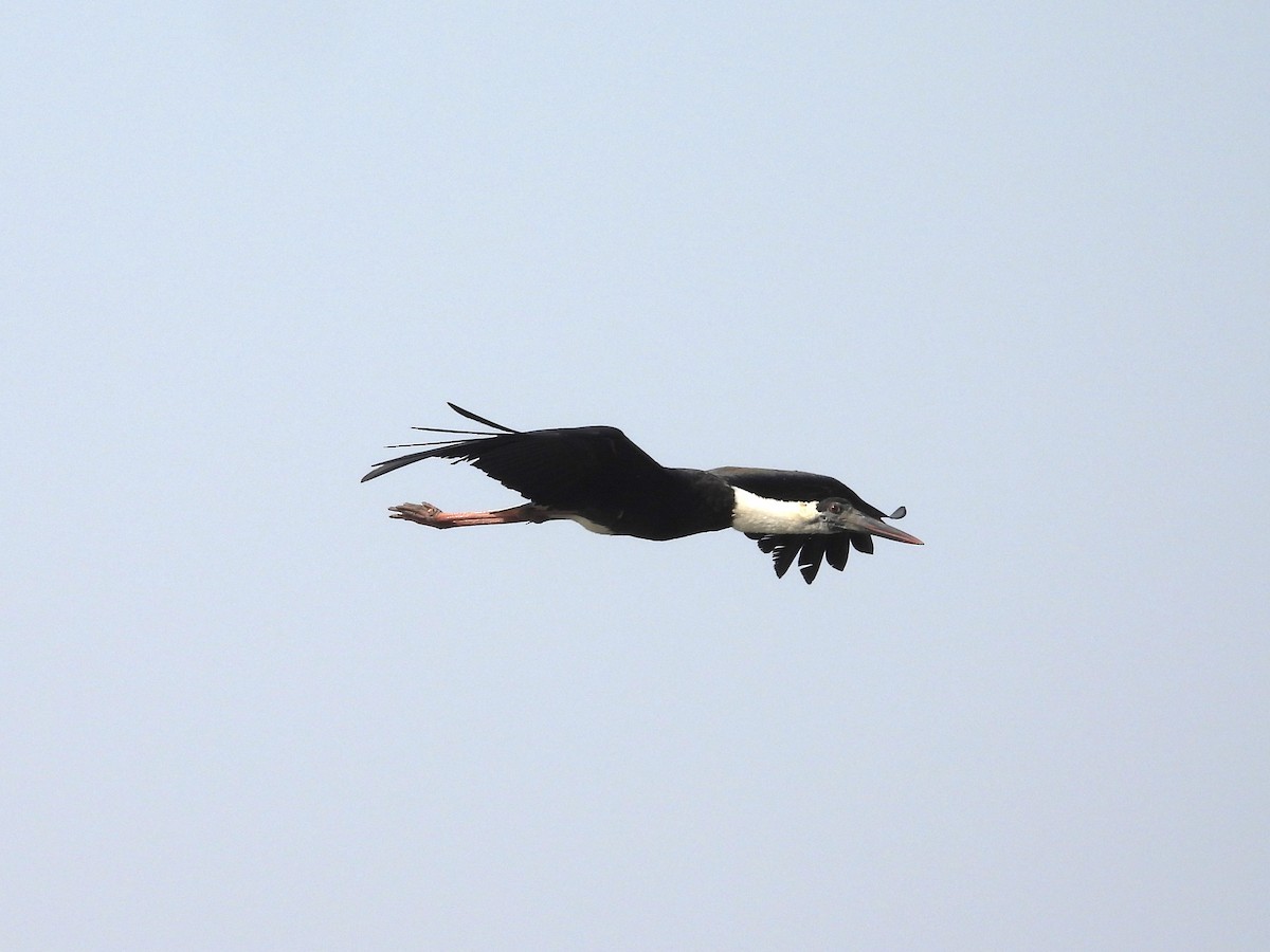 Asian Woolly-necked Stork - ML618141448