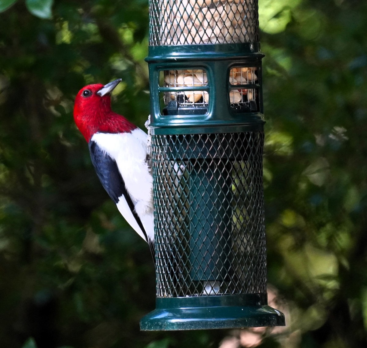 Pic à tête rouge - ML618141449