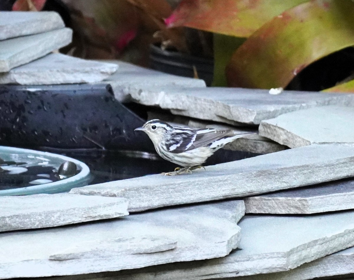 Black-and-white Warbler - Karen Stanmore