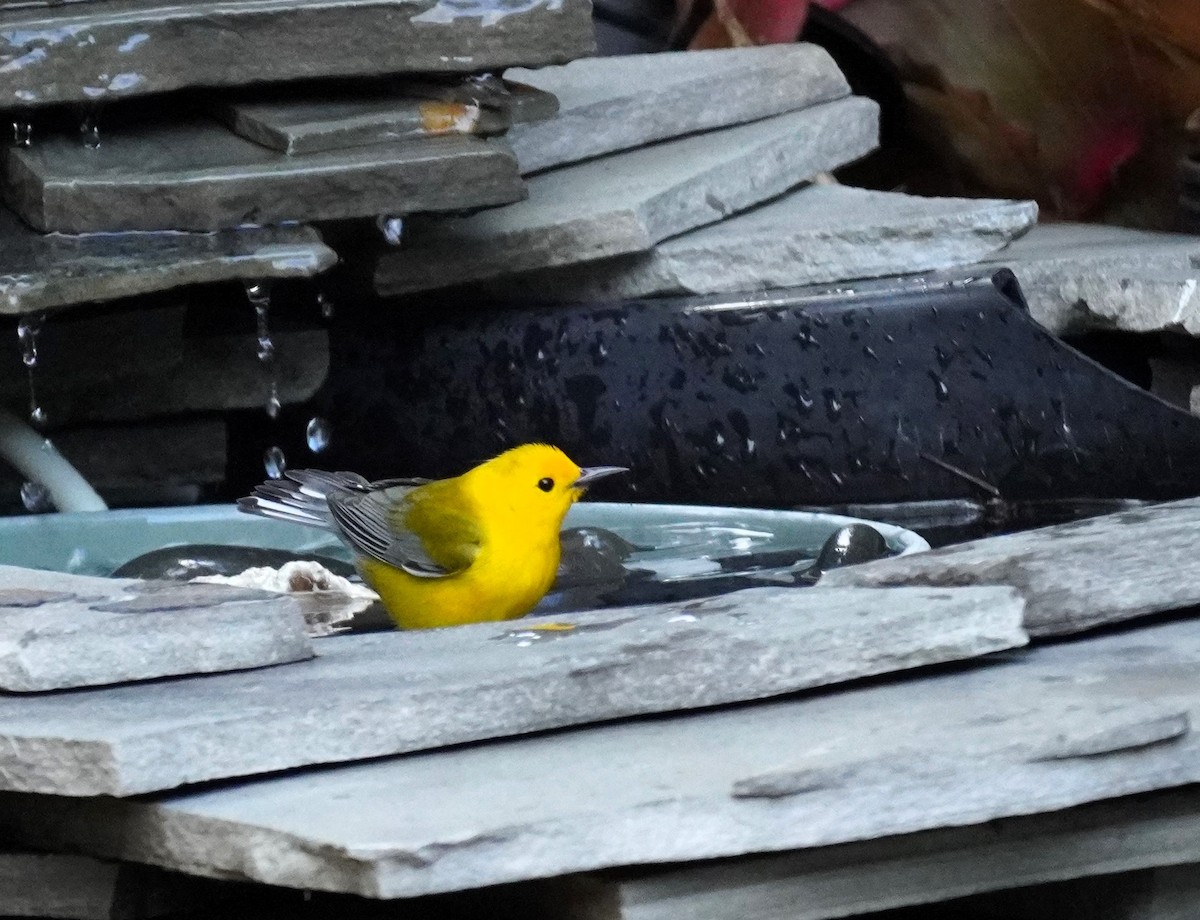 Prothonotary Warbler - Karen Stanmore