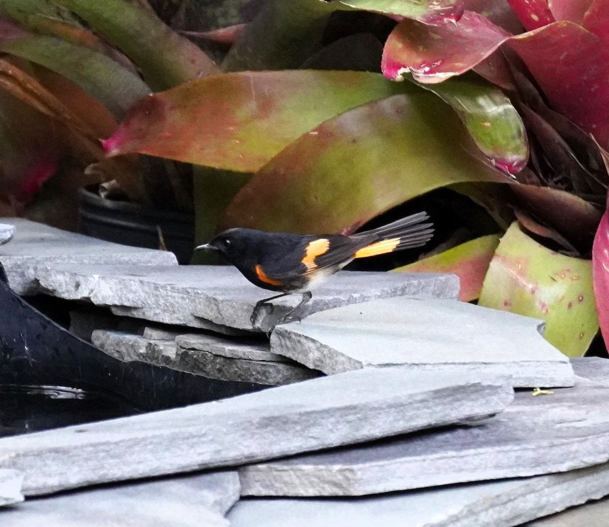 American Redstart - Karen Stanmore