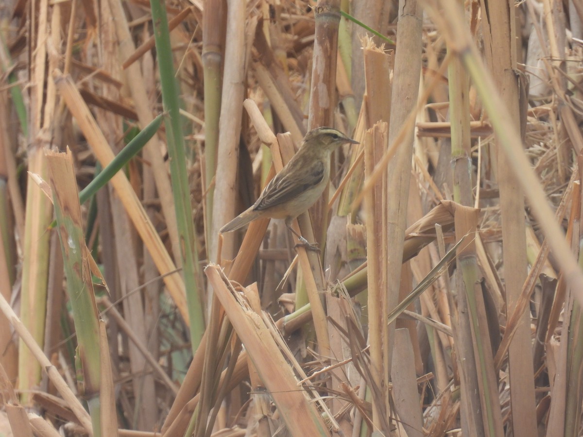 Sedge Warbler - Carmel Ravid