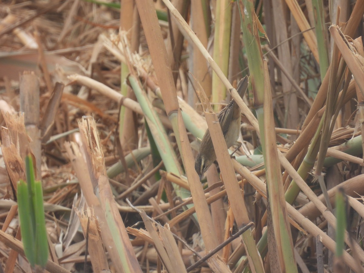 Sedge Warbler - Carmel Ravid