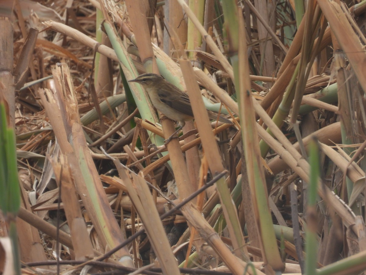 Sedge Warbler - Carmel Ravid