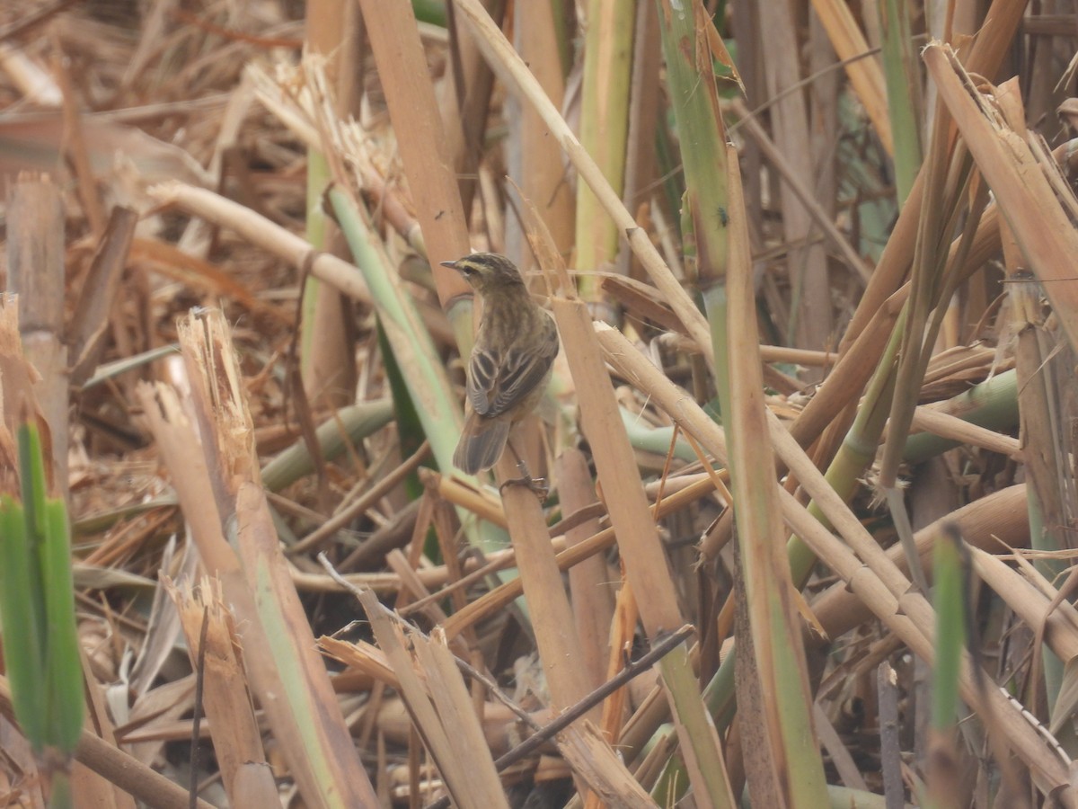 Sedge Warbler - Carmel Ravid