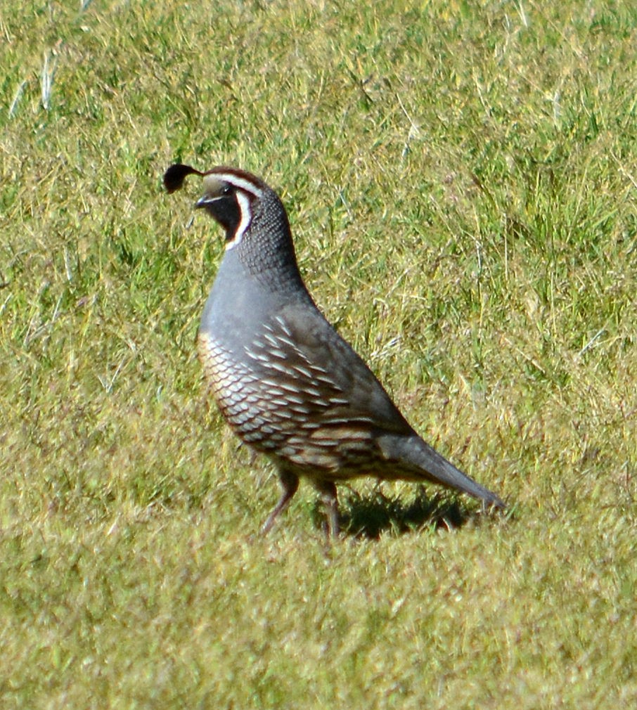 California Quail - Tom Pollock 🐔