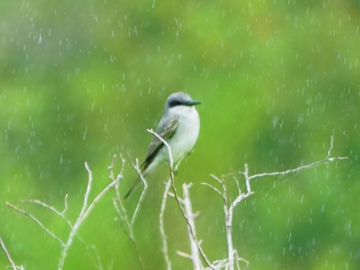 Gray Kingbird - Erich Hetzel