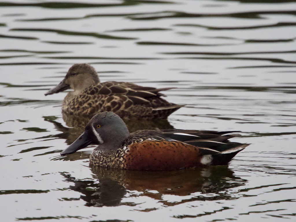 Australasian Shoveler - Yvonne van Netten