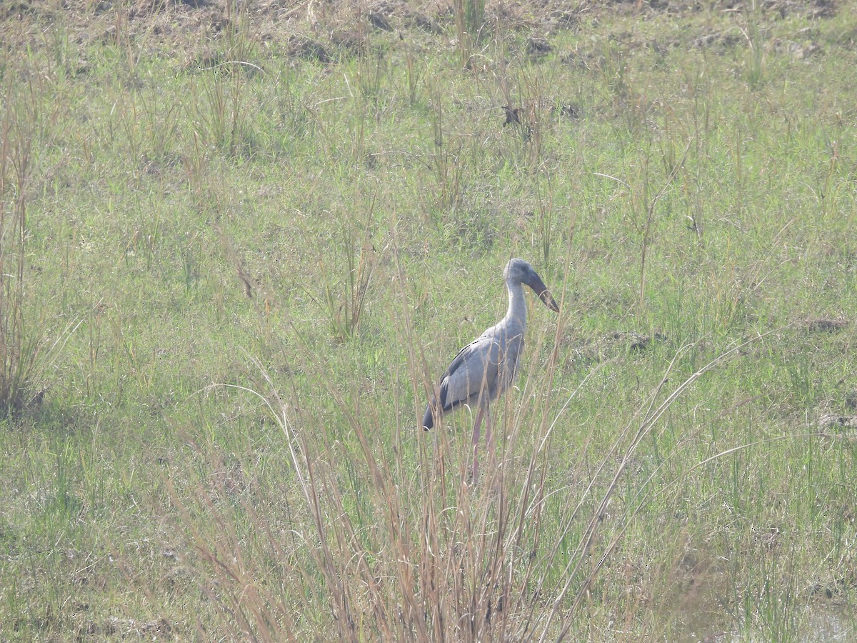 Asian Openbill - ML618141529