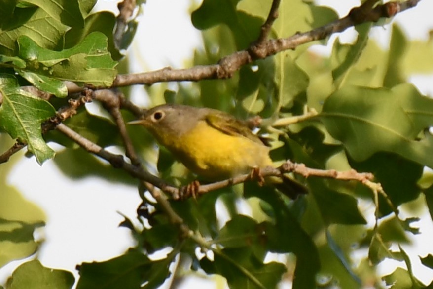 Nashville Warbler - Carmen Ricer