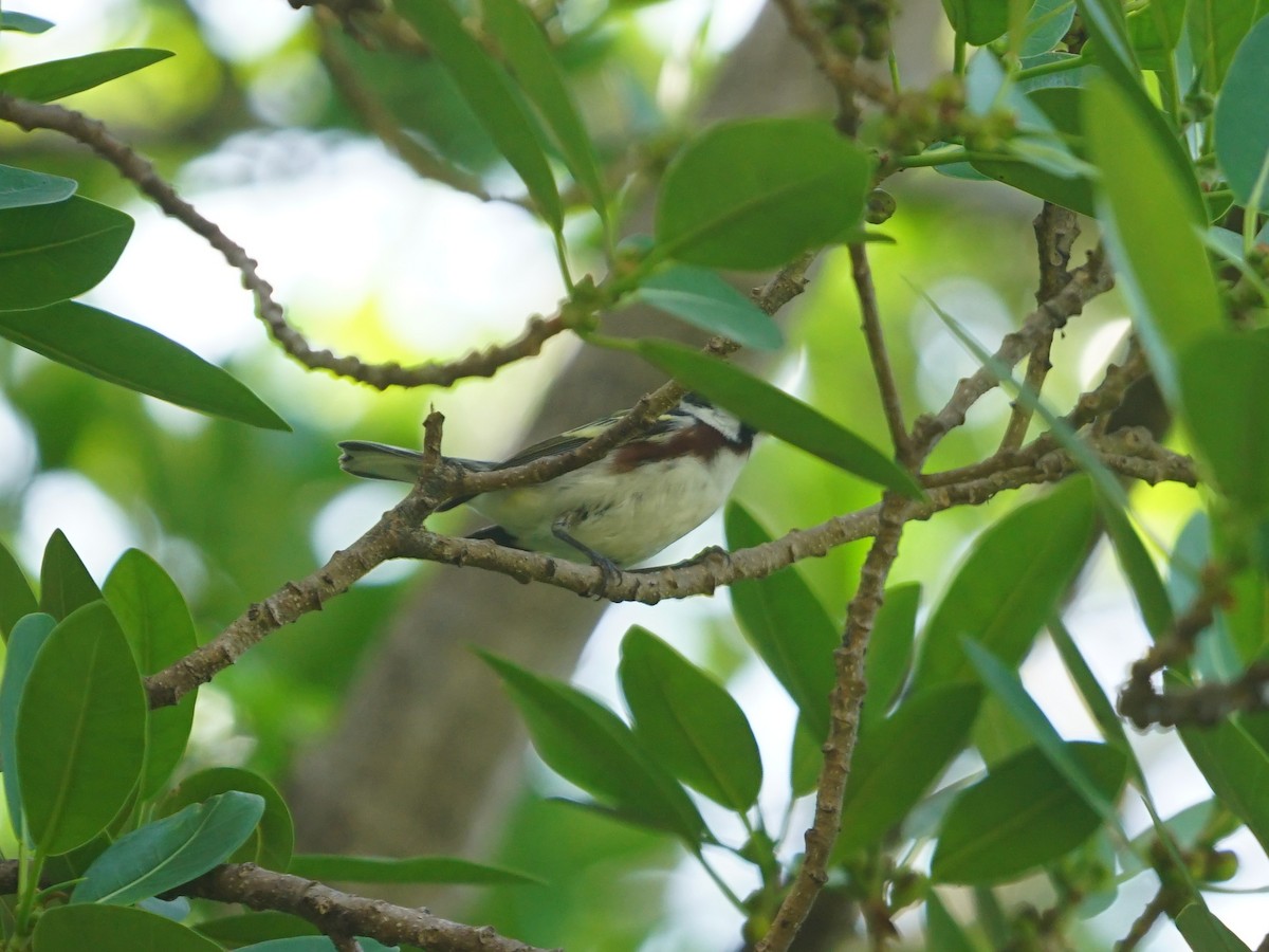 Chestnut-sided Warbler - Erich Hetzel