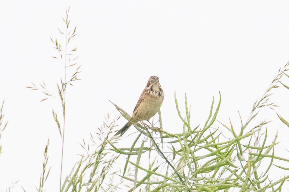 Chestnut-eared Bunting - Xiaoni Xu