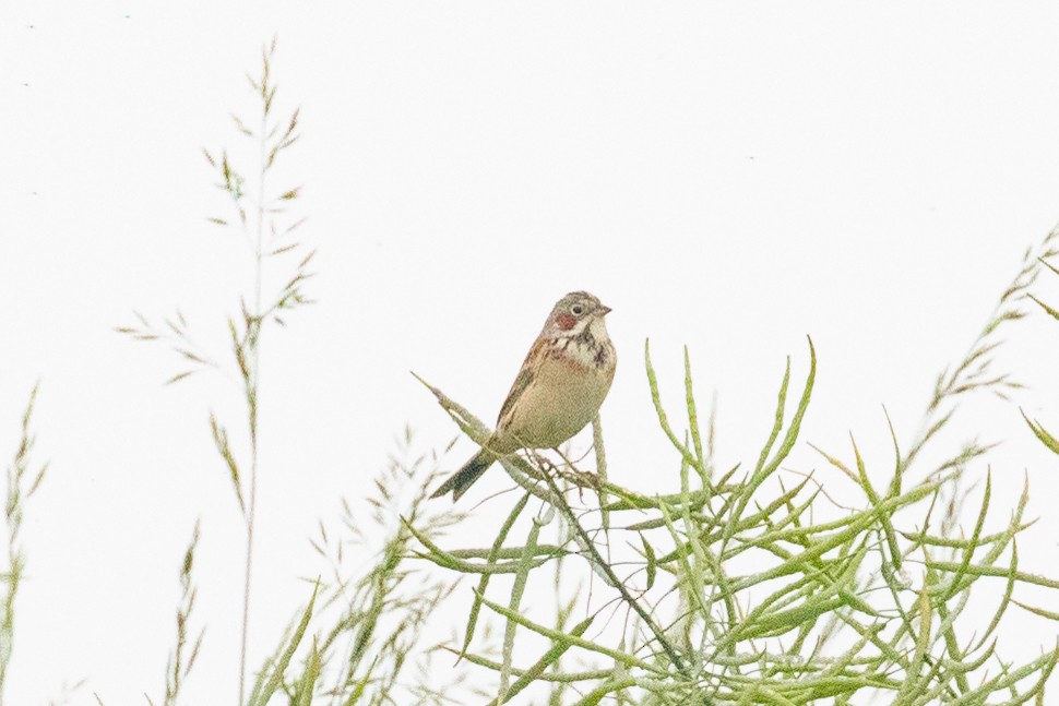 Chestnut-eared Bunting - Xiaoni Xu