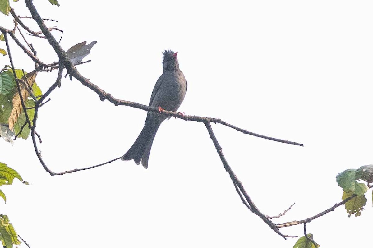 Black Bulbul - Samanvitha Rao