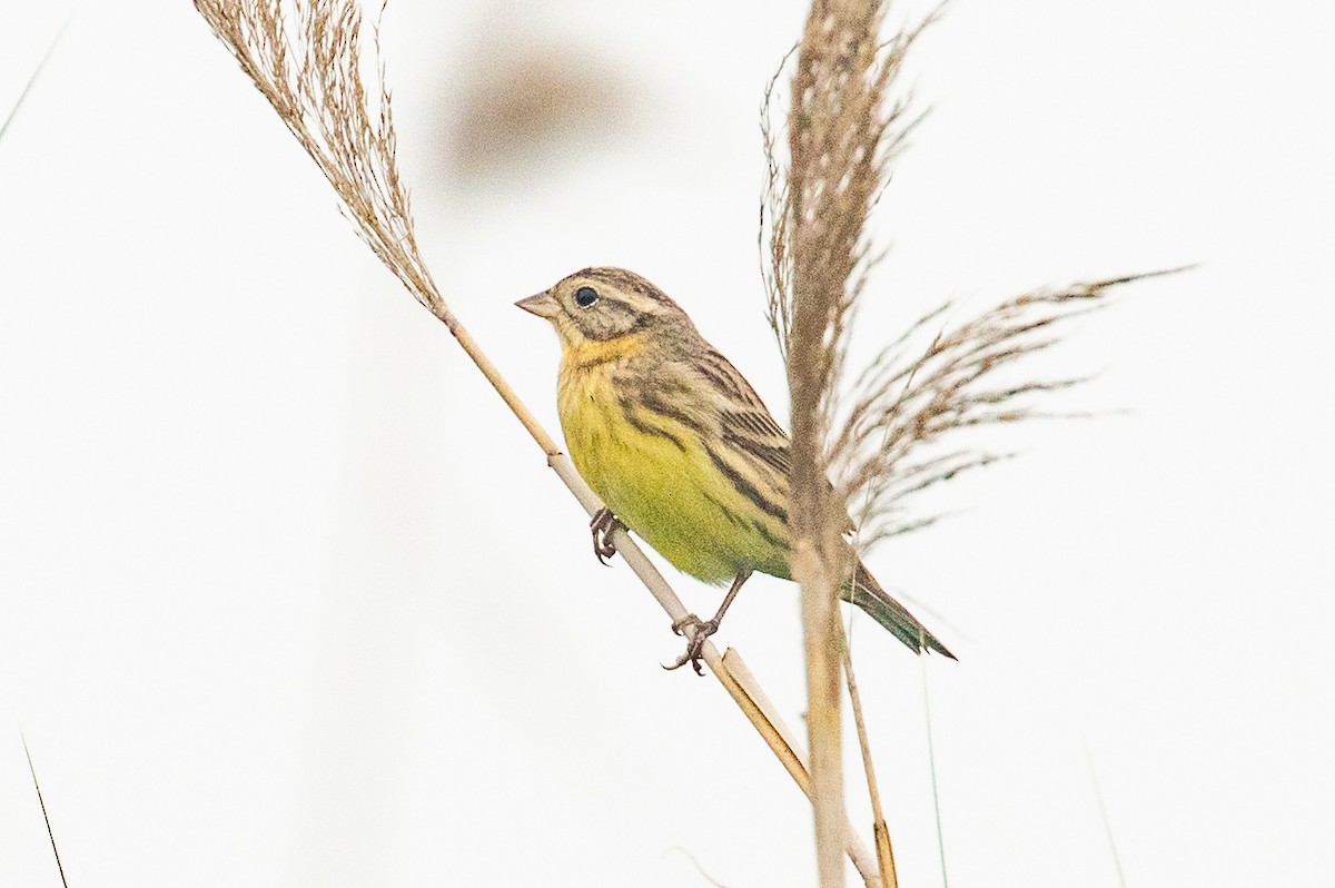 Yellow-breasted Bunting - Xiaoni Xu