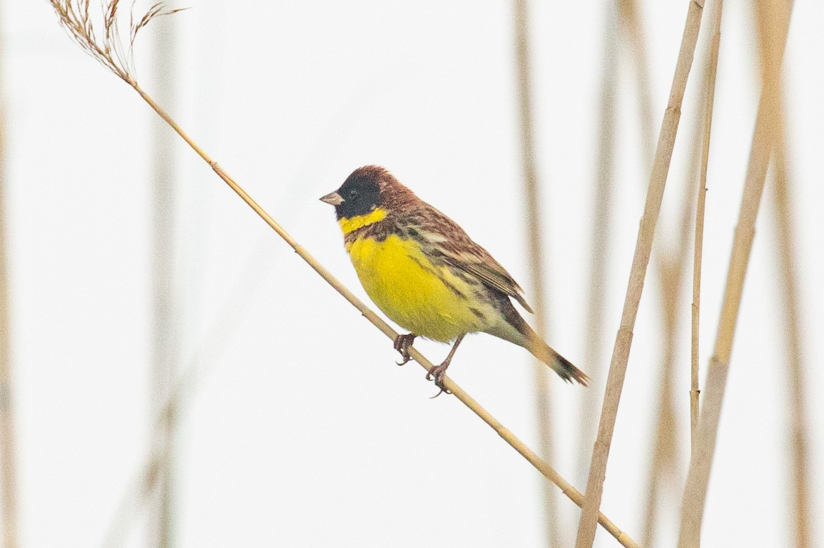 Yellow-breasted Bunting - Xiaoni Xu