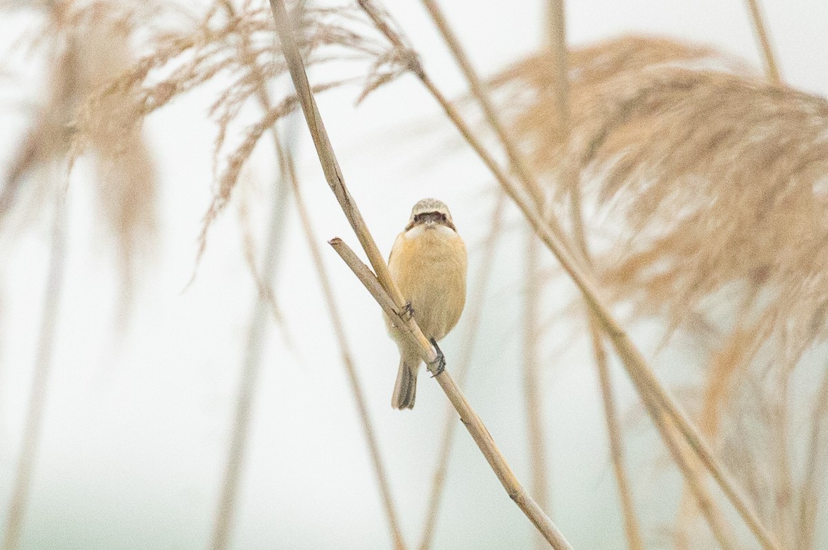 Yellow-breasted Bunting - Xiaoni Xu