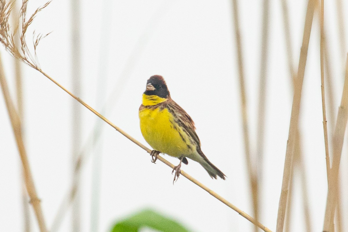 Yellow-breasted Bunting - Xiaoni Xu