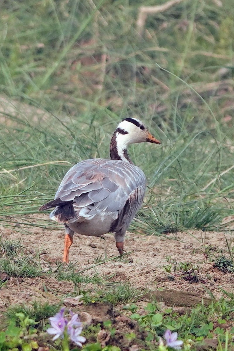 Bar-headed Goose - Brecht Caers