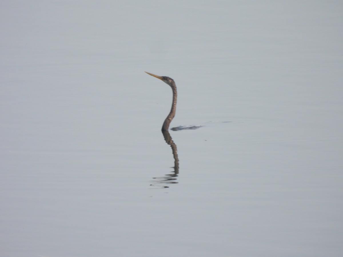 Oriental Darter - ML618141604