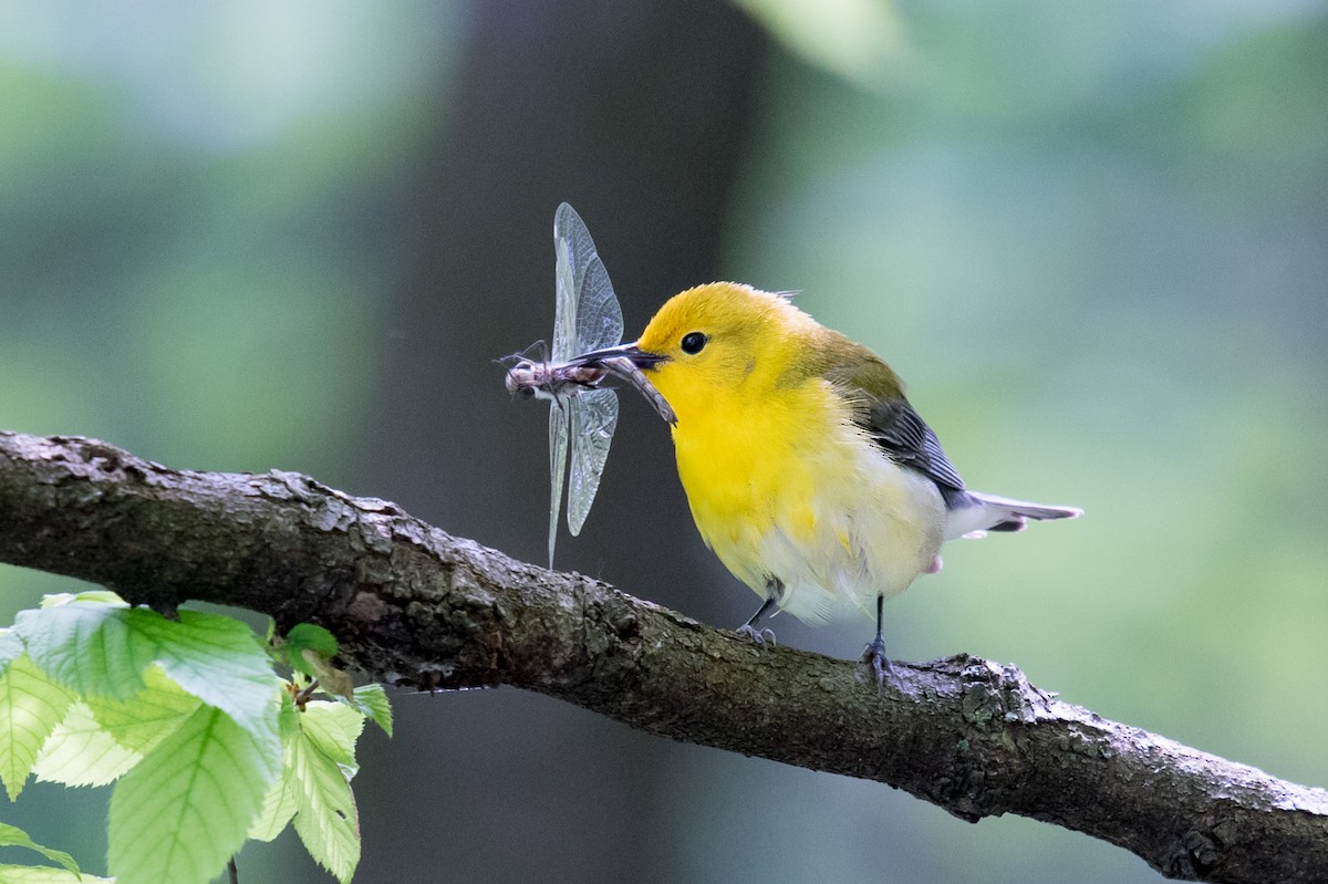 Prothonotary Warbler - Melissa James