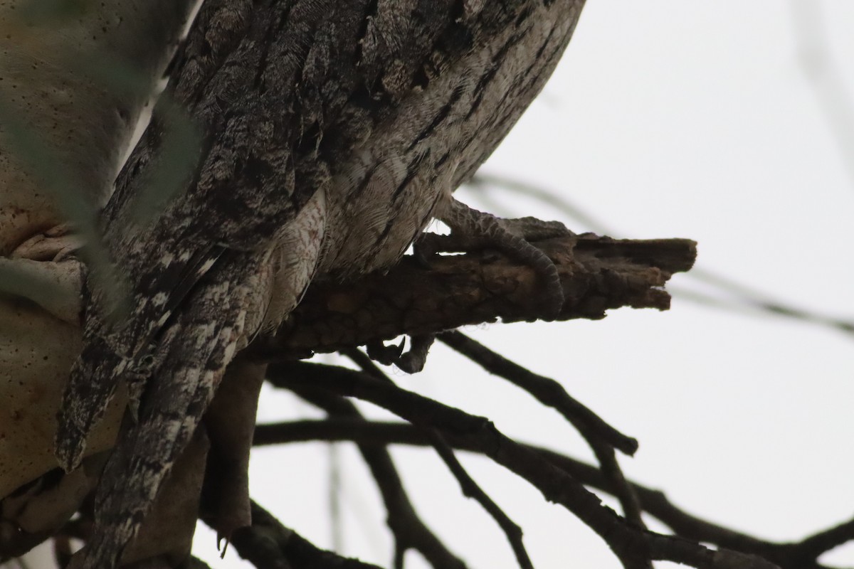 Tawny Frogmouth - Darren Foster