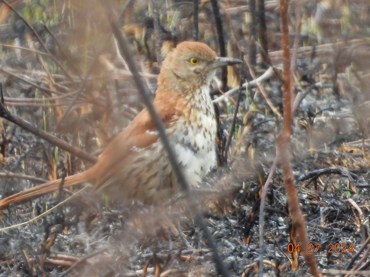 Brown Thrasher - Pamela Fisher