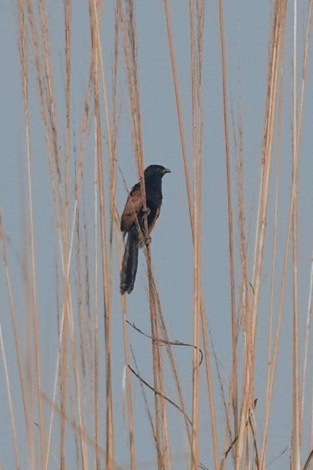 Lesser Coucal - Brecht Caers