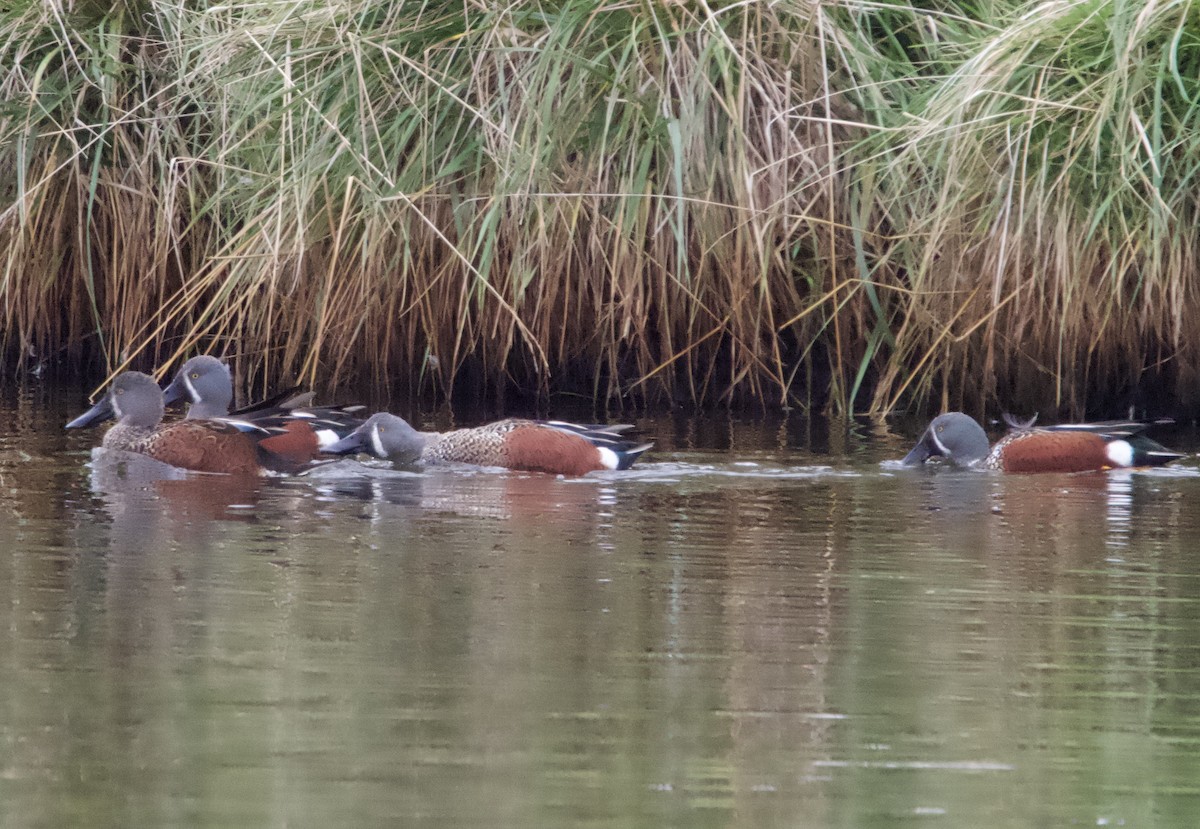 Australasian Shoveler - Yvonne van Netten