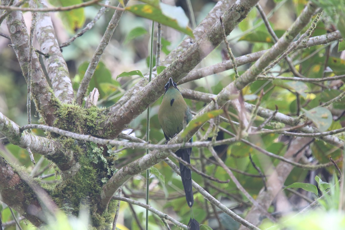 Andean Motmot - Desmond Allen