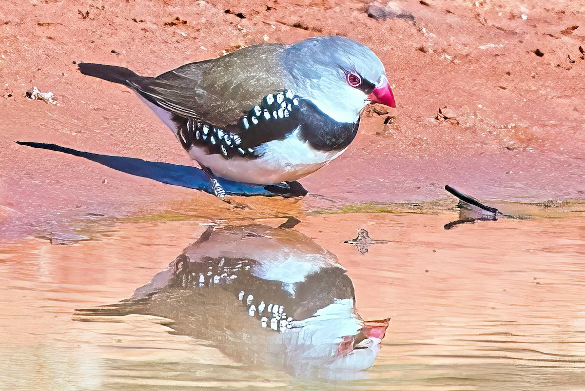 Diamond Firetail - Alfons  Lawen