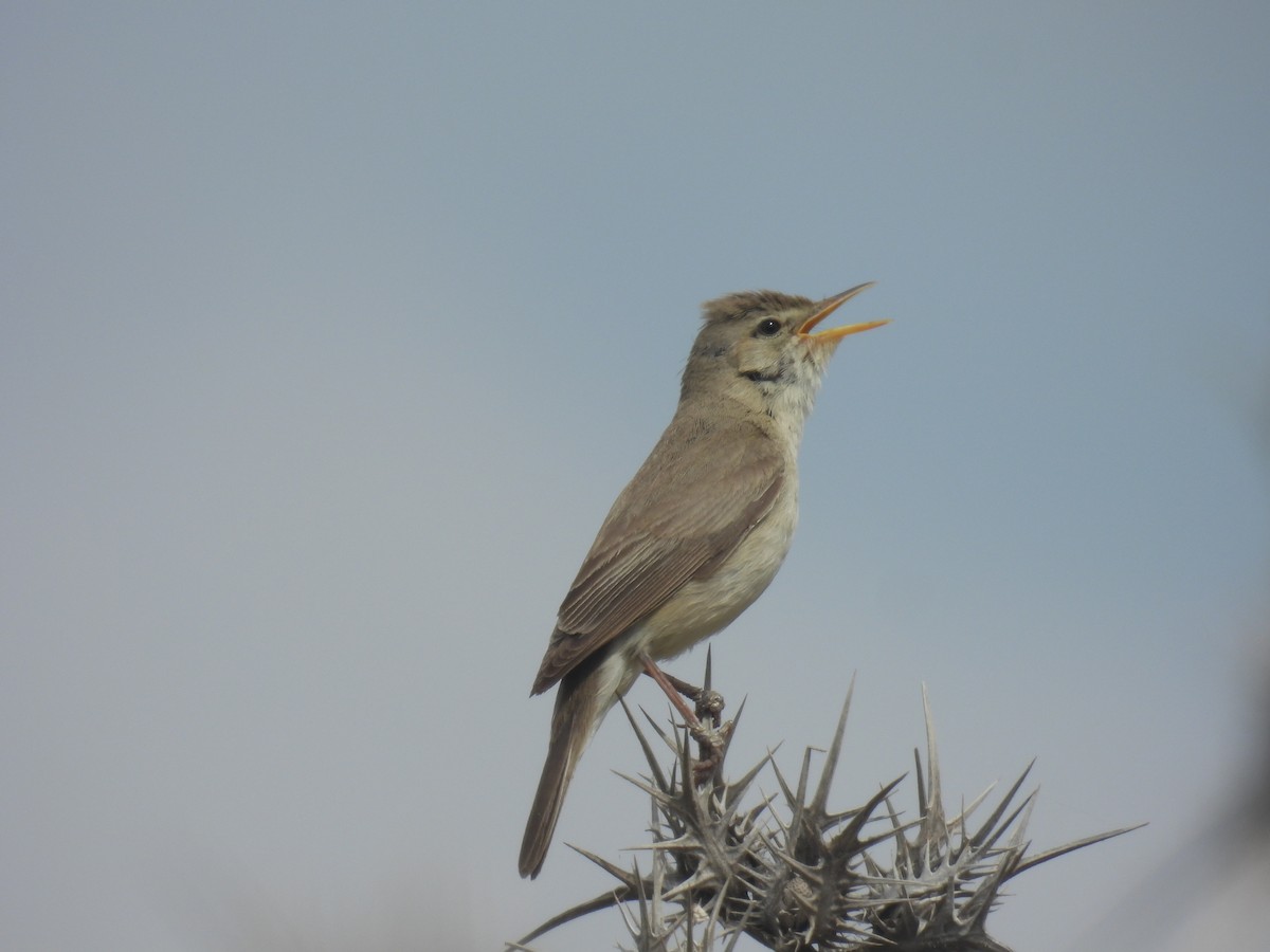 Common Reed Warbler - Carmel Ravid