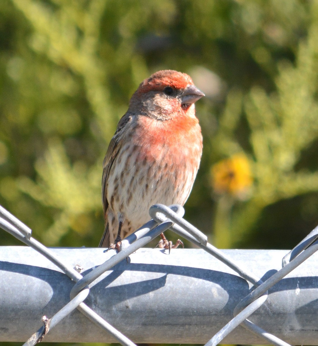 House Finch - Tom Pollock 🐔