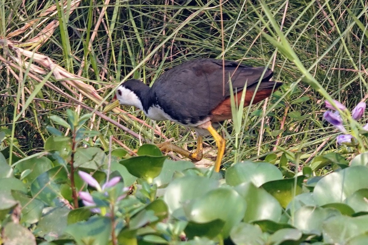 White-breasted Waterhen - Brecht Caers