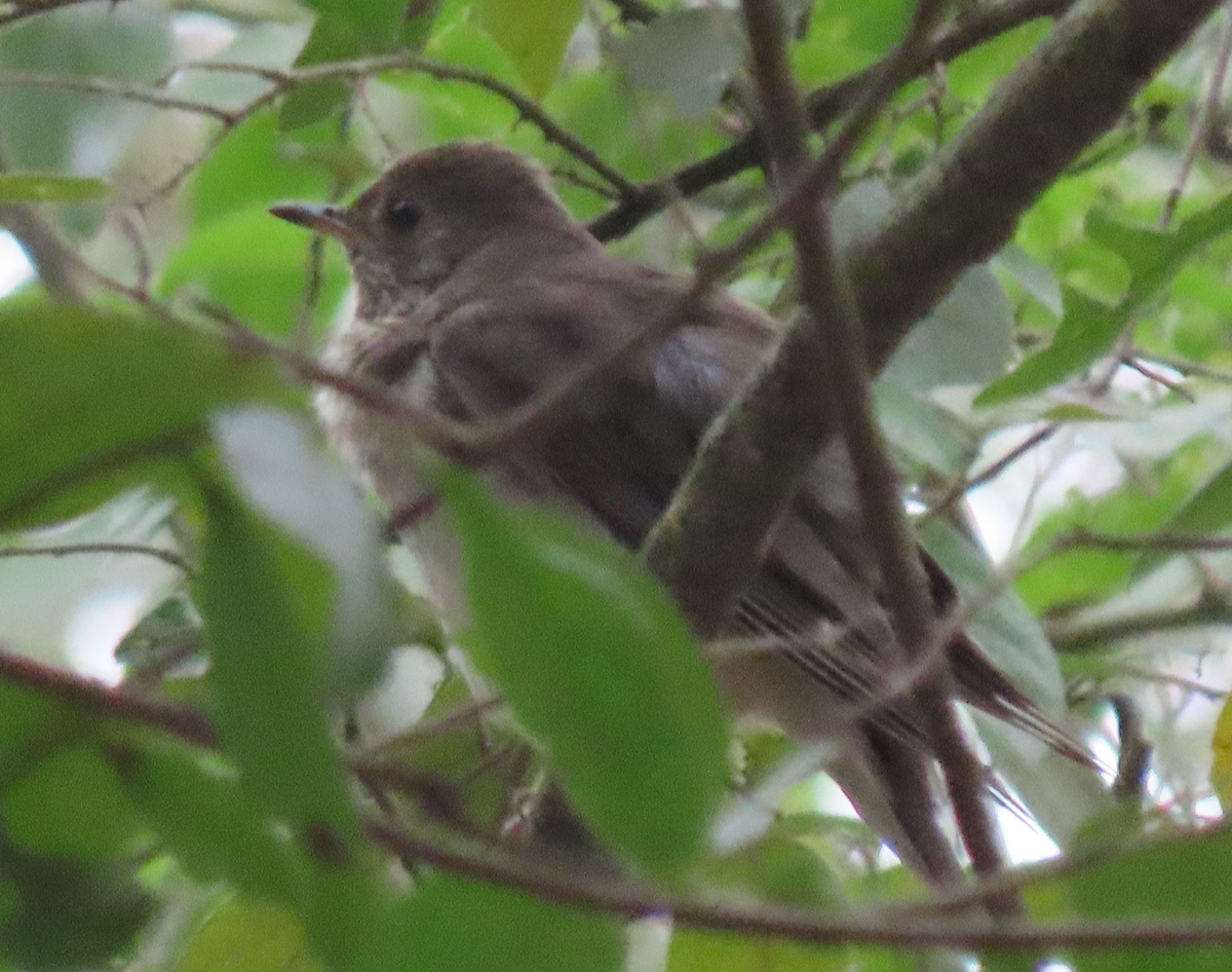 Gray-cheeked Thrush - Maia Ginsburg