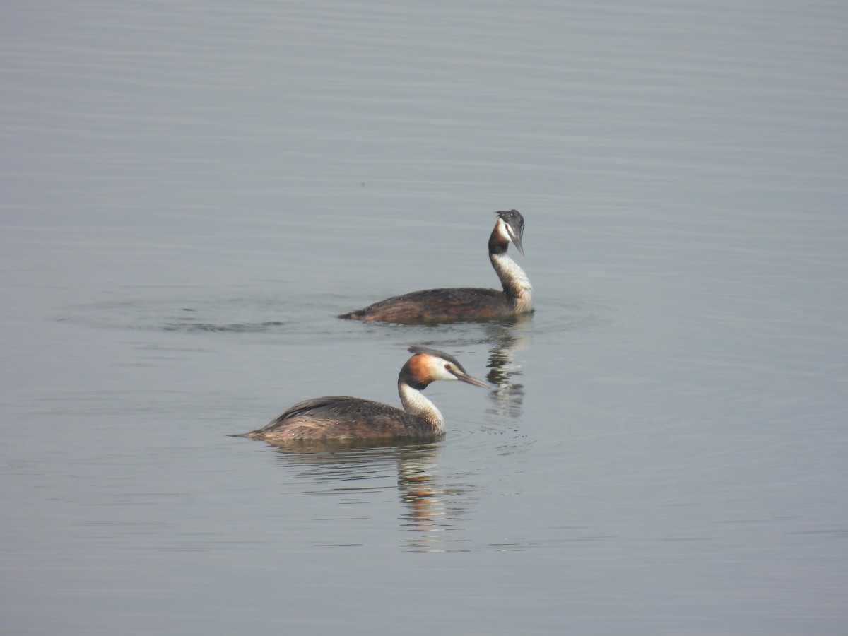 Great Crested Grebe - ML618141677