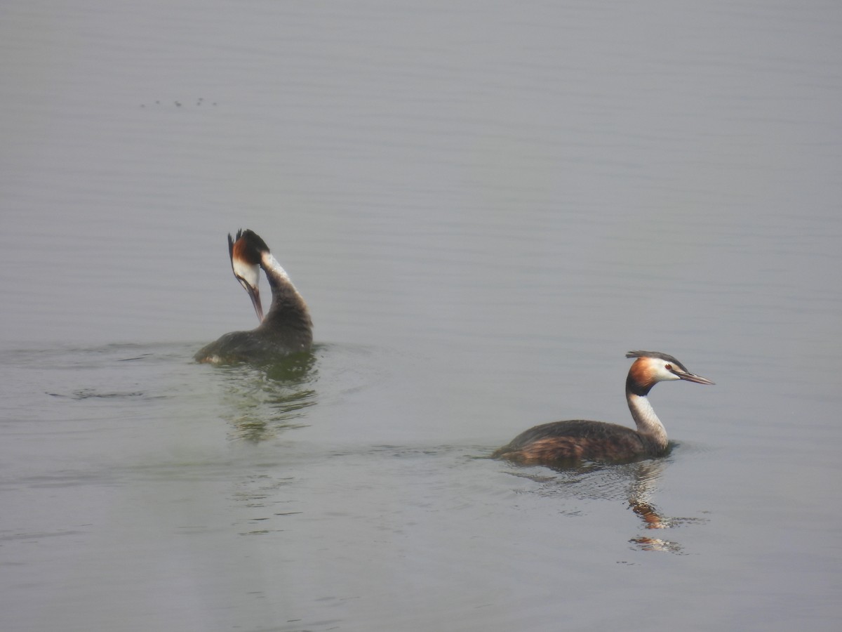 Great Crested Grebe - ML618141678